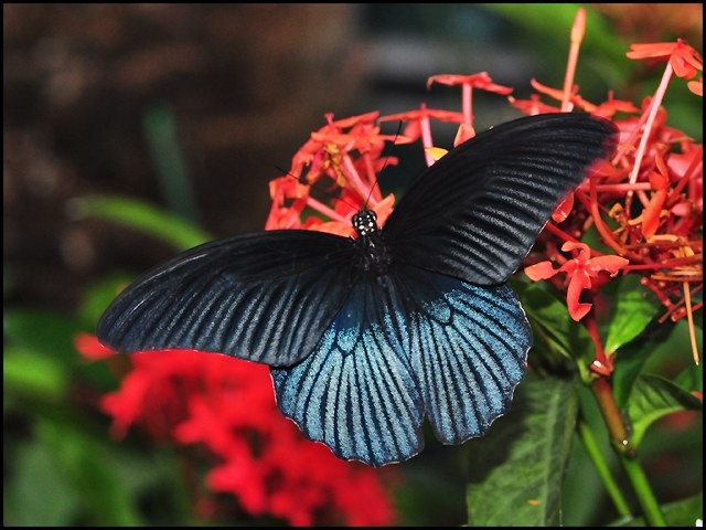 [Papilio memnon agenor (m)-ChangiT3-20090524_1632-640.jpg]