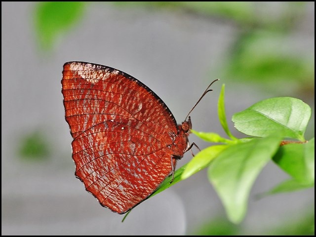 [Elymnias hypermnestra agina-ChangiT3-20090524_1611-640.jpg]