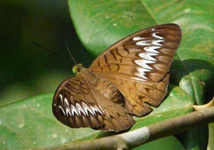 [BBNP-20090621-P1060197[8].jpg]