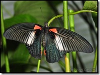 Papilio memnon agenor -f butlerianus-ChangiT3-20090607_2173-400