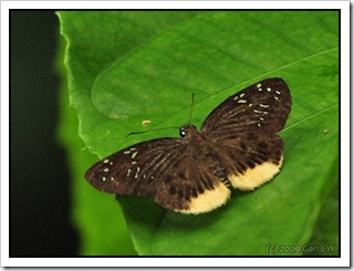 Mooreana trichoneura trichoneura-MYGopeng_20090627_3503-480