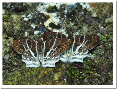 Odontoptilum pygela pygela-MYGuaTempurong_20100629_D8507-640