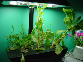 End of salad garden at 20 weeks.