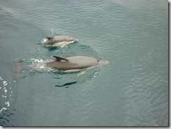 Dolphin15