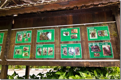 Semengoh Orangutan Rehabilitation Center 3