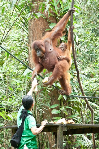 [Semengoh Orangutan Rehabilitation Center 40[3].jpg]