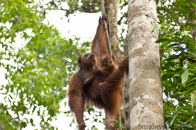 [Semengoh Orangutan Rehabilitation Center 4[4].jpg]