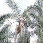 Queen Palm