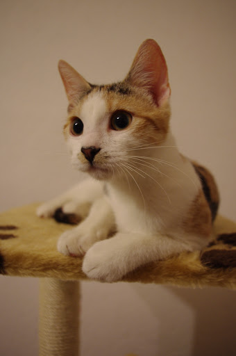 http://lh5.ggpht.com/_ac5GkphhBf0/TSzmVffvX_I/AAAAAAAAACM/zcZtJKIPRlk/s512/IMGP2203.JPG