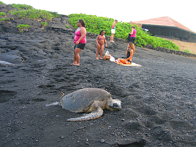 fat, fat, phat, turtle