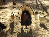 DSC05101.jpg