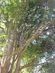 DSC05071.jpg