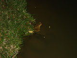 Sapo no laguinho