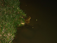 Sapo no laguinho