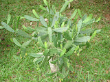 DSC05150.jpg