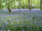 DSCF0794.JPG Kings Wood
