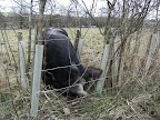 DSCF0274.JPG Farm pig near Bere Mill