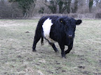 DSCF0268.JPG Belted Galloway near Bere Mill