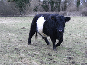 DSCF0268.JPG Belted Galloway near Bere Mill
