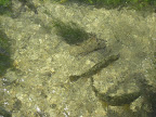 DSCF0807.JPG Brown trout at Fulling Mill