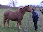 DSCF2714.JPG Friendly horse at Freefolk