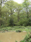 1005120036.JPG Muddy pond in Kings Wood