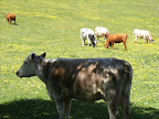 1005230002.JPG Meadow near Farleigh Common