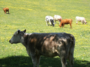 1005230002.JPG Meadow near Farleigh Common