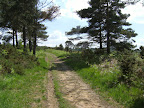 1006120042.JPG Emerging onto Ashdown Forest