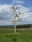 1006120046.JPG Ashdown Forest