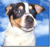 Delaware establishes standards for animal shelters