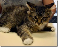 ASPCA study of shelter cats asks "feral or frightened"?