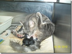 A personal story of a community effort to give a mamma cat and her newborn kittens a Happy Ending