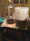 Wort siphoned out of the carboy.