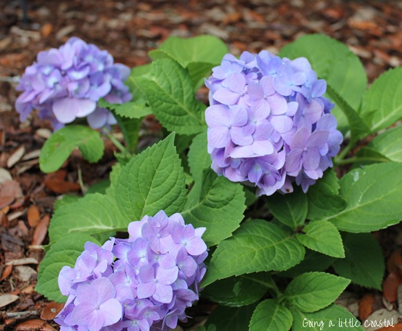 [hydrangea4[5].jpg]