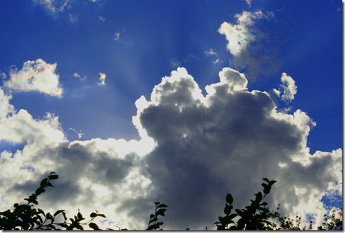 SONY DSC                     