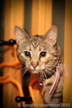 8y 010-2