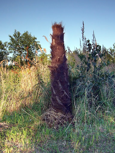 wykopany trachycarpus