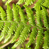  &ndash; Fern