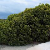  &ndash; Vegetation at Botany Bay National Park