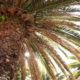  &ndash; Sun through a palm tree