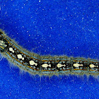 Malacosoma disstria