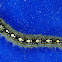Malacosoma disstria