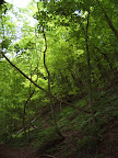 walk_29_am_tree_covered_path.jpg.JPG 