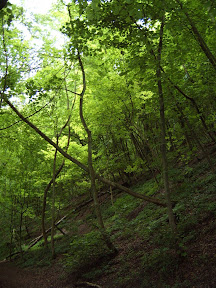 walk_29_am_tree_covered_path.jpg.JPG