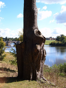 tree_and_lake.JPG 