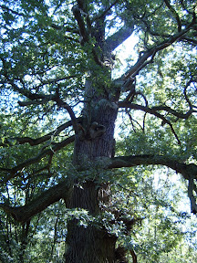 old_tree_trunk_1.JPG 