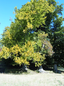 tree_in_blenheim_grounds.JPG 