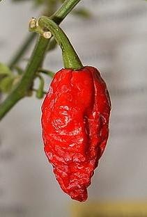 [bhut jolokia[4].jpg]