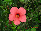 DSCN1950.jpg